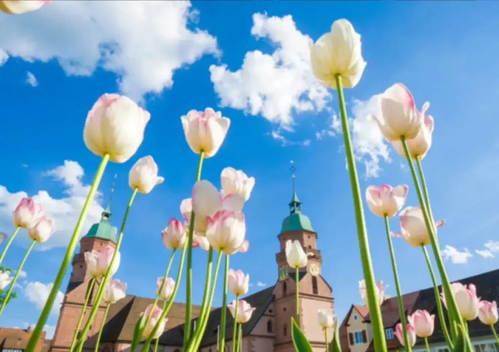 Marktplatz Freudenstadt mit Stadtkirche und blühenden Tulpen vor blauem Himmel aus niedriger Perspektive