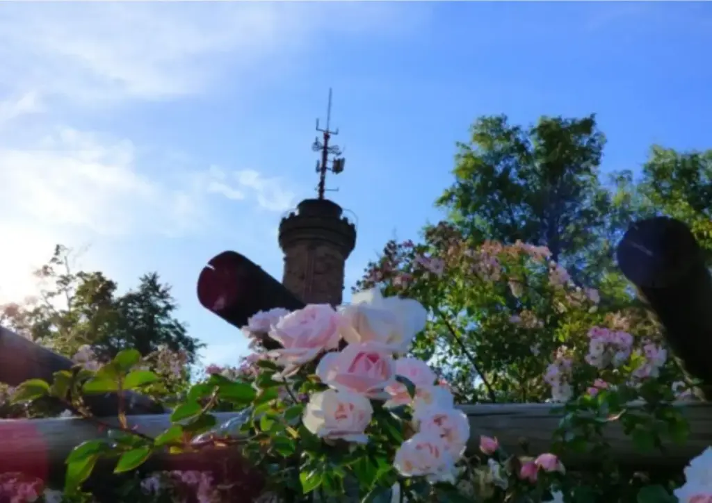 Rosenweg in Freudenstadt mit blühenden Rosen und Blick auf den Kienberg bei klarem Himmel