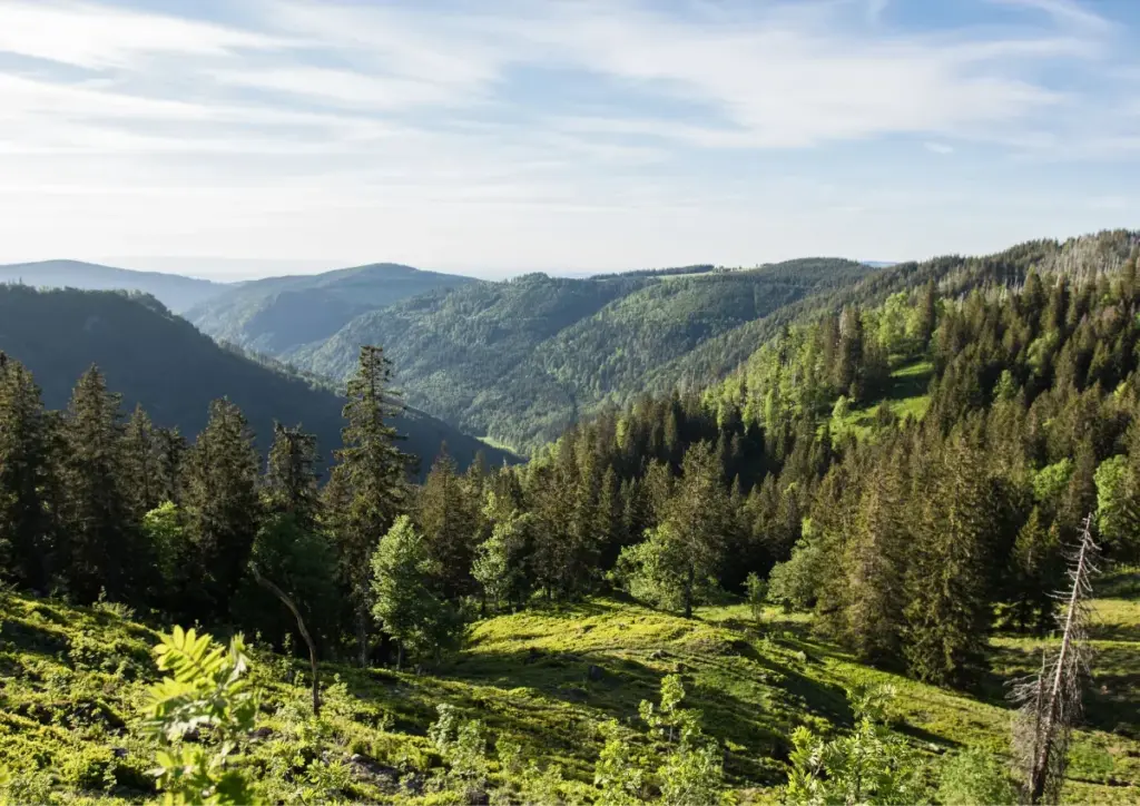 Überblick über den Schwarzwald bei schönem Wetter